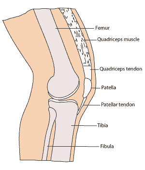 di-knee-index-label-noc-300
