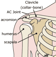di-shoulder-bones-label-1